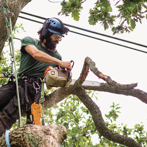 Man with chainsaw cutting branches on tree